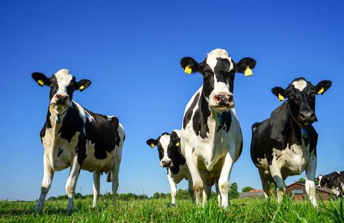 Milchkühe auf der Weide